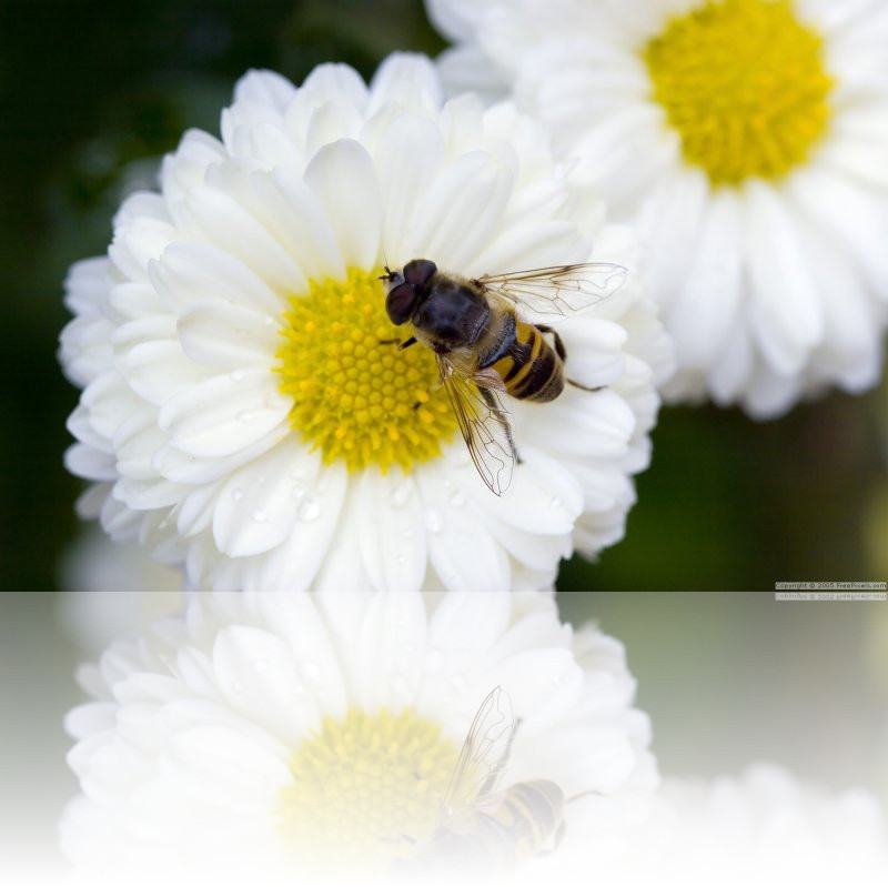 Syrphe (VOLUCELLA ZONARIA)