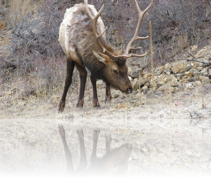 Cerf