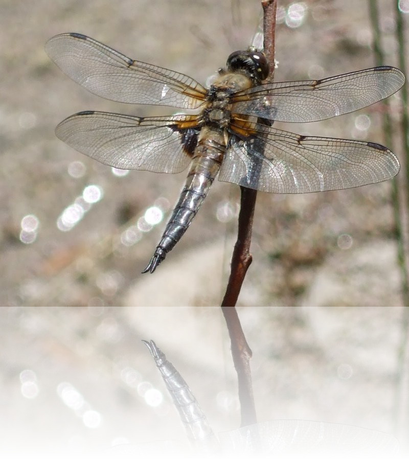 Libellule (LIBELLULA DEPRESSA)